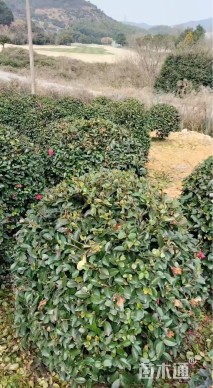 冠幅120厘米茶梅球