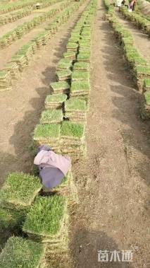 草块状马尼拉草