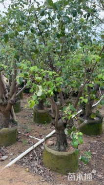 12公分台湾青枣