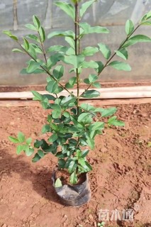 高度20厘米小叶女贞