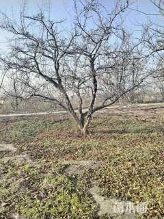 高度300厘米石榴