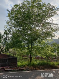 22公分朴树
