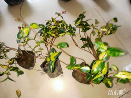 20厘米黄金络石