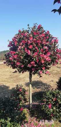 高度150厘米茶梅