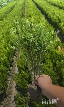 高度35厘米小叶黄杨