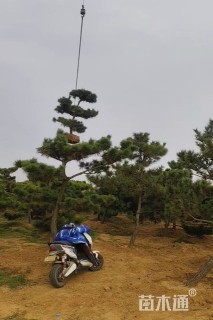 10公分造型黑松