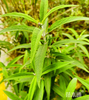 高度25厘米墨西哥鼠尾草