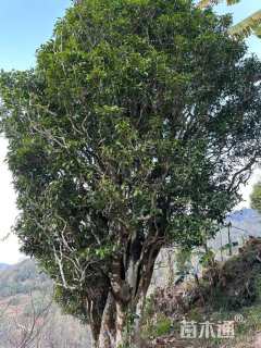 高度90厘米茶树