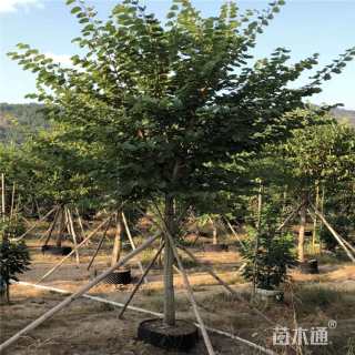 高度350厘米紫荆