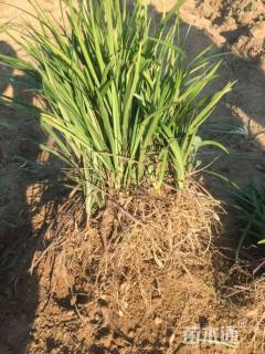 高度15厘米中叶麦冬