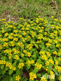 高度10厘米过路黄
