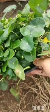 高度20厘米铜钱草