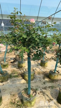 高度120厘米月季