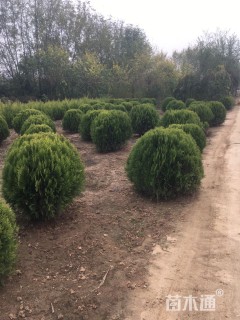 冠幅90厘米洒金柏球