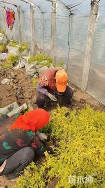 高度25厘米亮晶女贞小苗