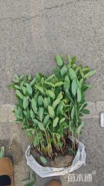 高度30厘米金丝桃