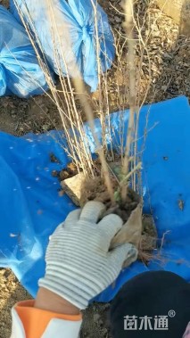 高度60厘米贴梗海棠