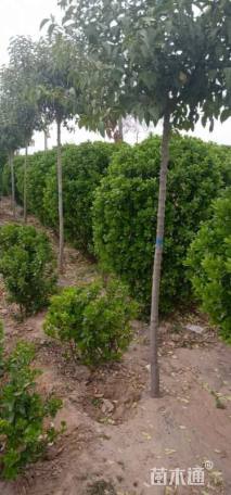 高度150厘米大叶黄杨