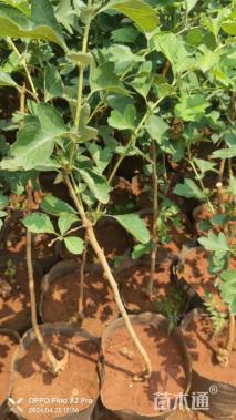 高度60厘米山楂小苗