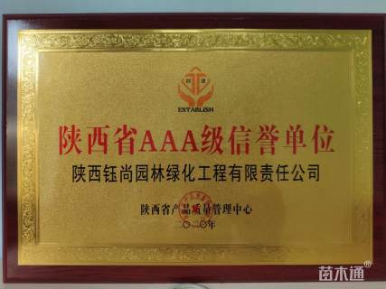 高度310厘米白皮松