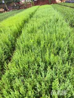 高度30厘米西藏柏木