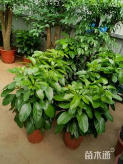 高度40厘米昆士兰伞木