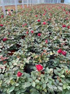 高度30厘米欧洲月季