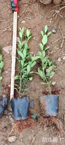 高度25厘米大叶黄杨