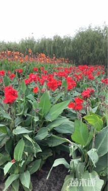 高度130厘米红花美人蕉