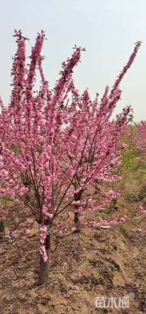 高度200厘米红叶榆叶梅