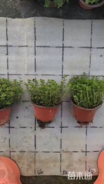 高度8厘米百里香