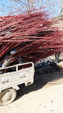 高度80厘米红瑞木