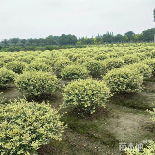 高度80厘米金姬小蜡