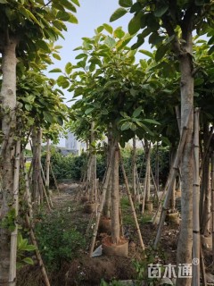 8公分花叶富贵榕