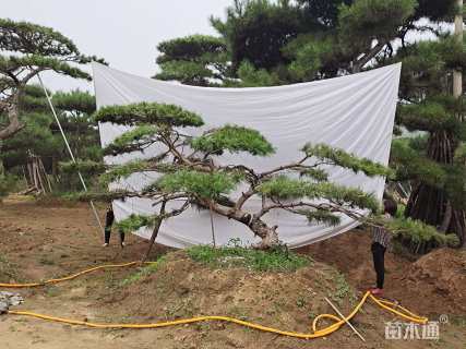 高度150厘米黑松