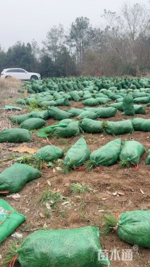 高度15厘米细叶麦冬草