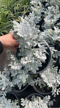 高度15厘米银叶菊