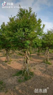 35公分造型紫薇