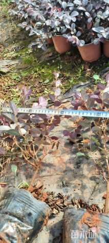 高度30厘米红花继木