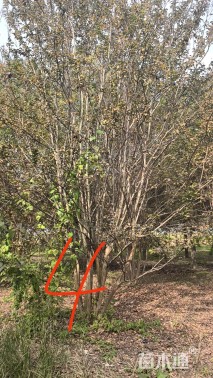 高度500厘米丛生紫薇