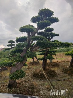 造型榆树