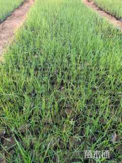 高度10厘米狼尾草