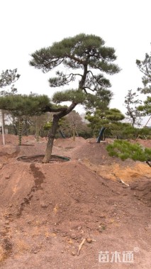 高度370厘米别墅松