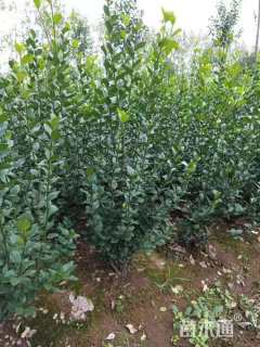 高度60厘米卫矛