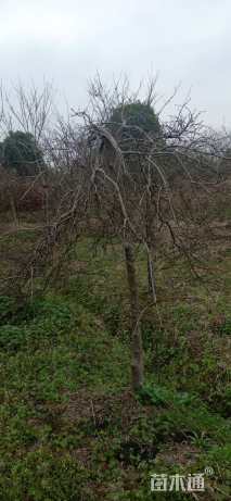 高度200厘米羽毛枫