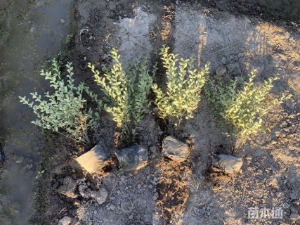 高度45厘米银姬小蜡