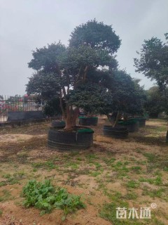 18公分造型茶梅