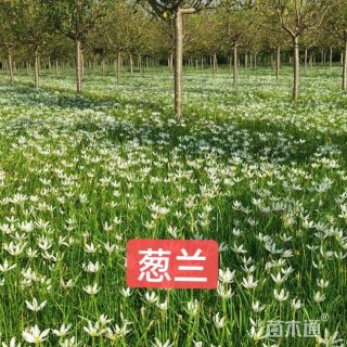 高度20厘米葱兰