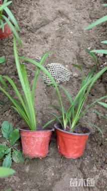 高度30厘米百子莲