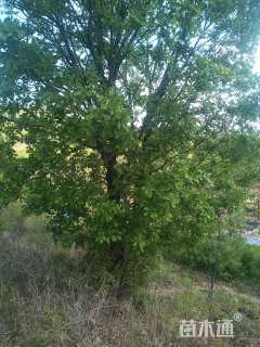 高度700厘米丛生蒙古栎